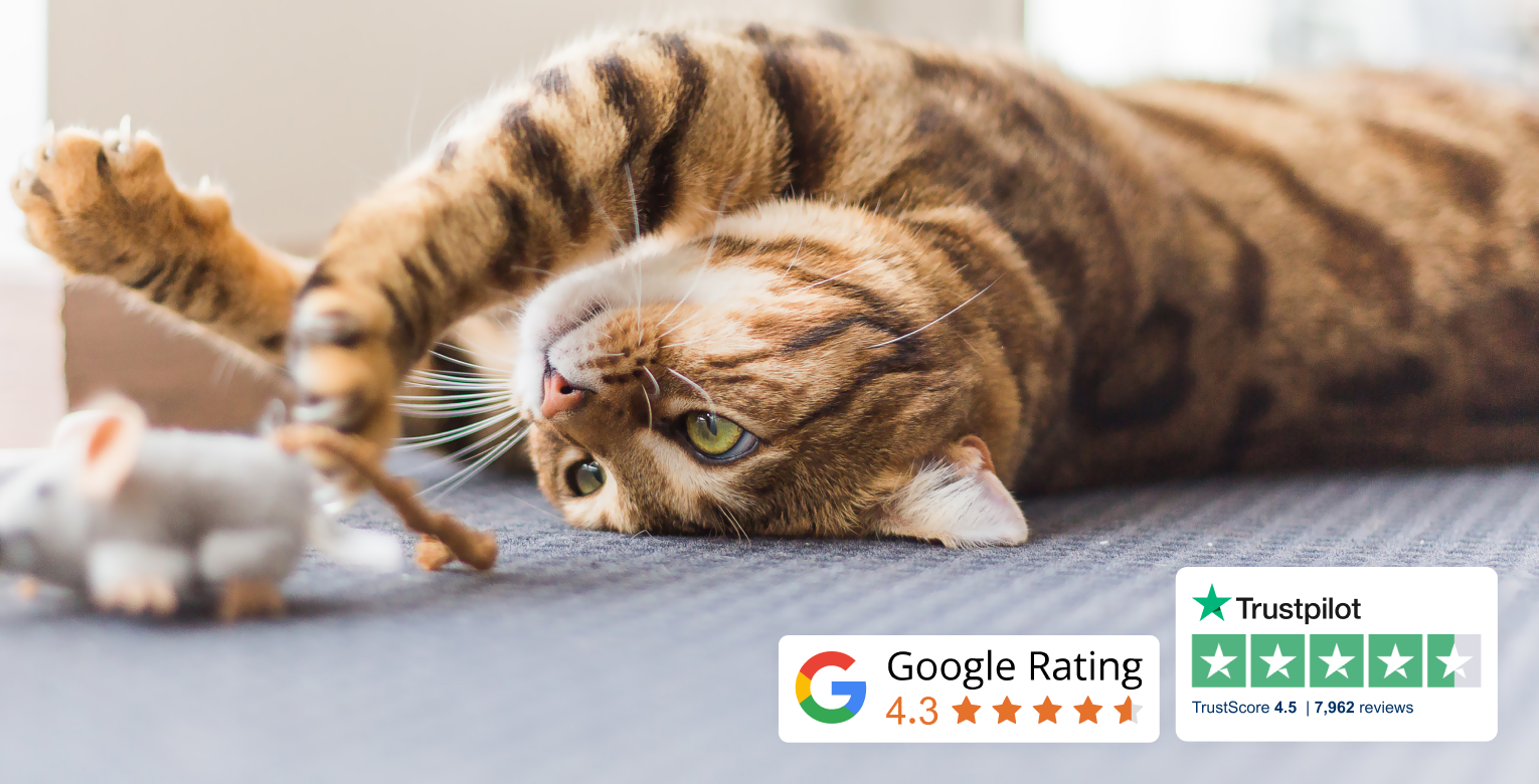 Eine Katze spielt mit ihrem Spielzeug. Außerdem sind Icons für Google Ratings und Trustpilot Reviews abgebildet.