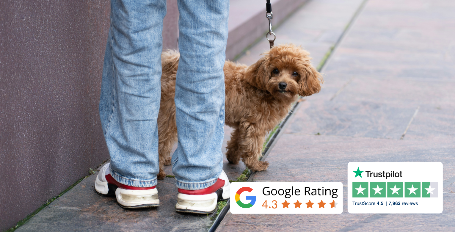 Ein geht an einer Leine Gassi. Außerdem sind Icons für Google Ratings und Trustpilot abgebildet.