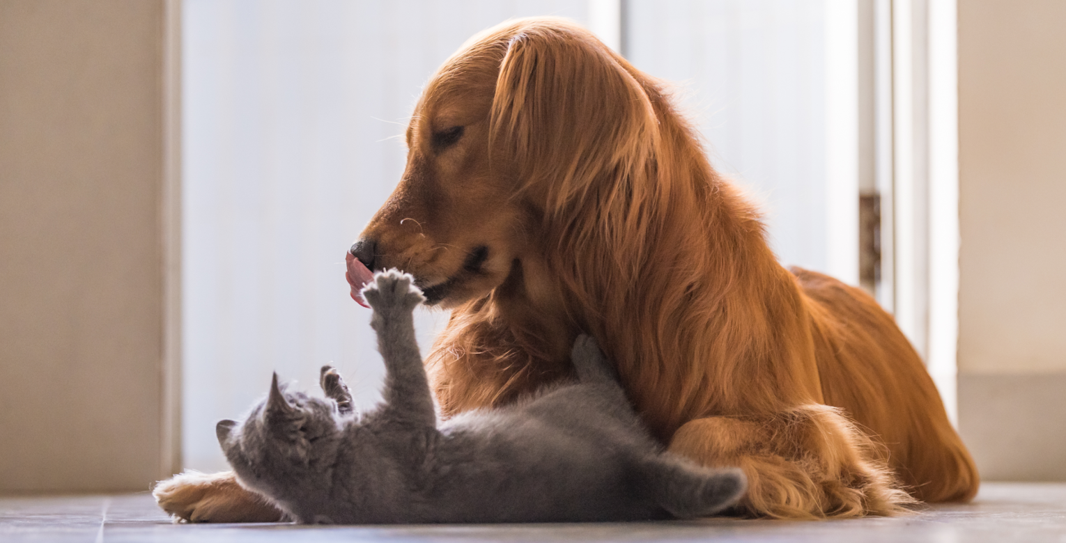 Eine Katze und ein Hund spielen zusammen.