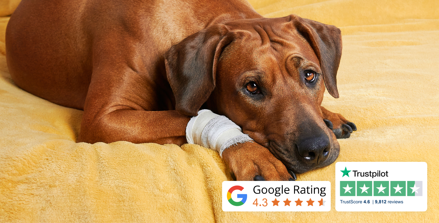 Ein Hund liegt auf einer Decke und hat einen Verband an der Pfote. Auf dem Bild ist zudem das Google Rating von 4,3 sowie das Trustpilot Rating von 4,6 für petolo eingebunden. 