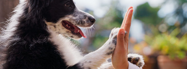 Ist Eine Hundekrankenversicherung Sinnvoll? | Petolo